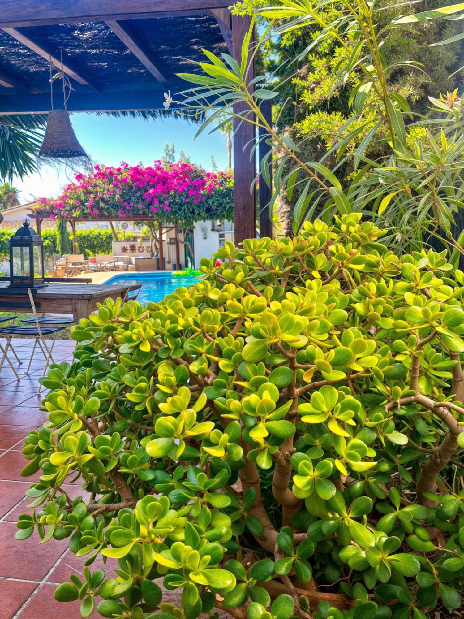 Villa Alfredo - Private Pool Next To The Beach 에스테포나 외부 사진